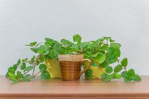 Coffee mug and plants on the desk photo