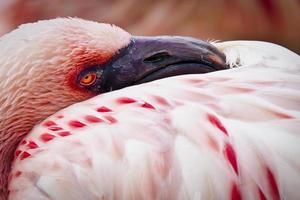 Flamingo close-up photo