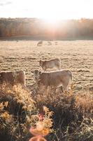 Cow in field photo