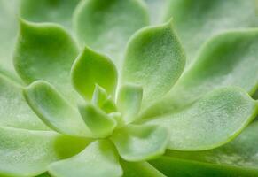 Green cactus close-up photo