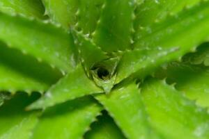 Green pineapple leaves photo