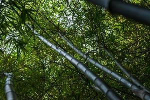 árboles y hojas de bambú foto