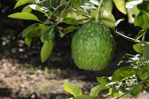 Lime on the tree photo