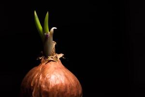 Spring onion on black background photo