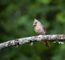 Female Cardinal perches in apple tree photo