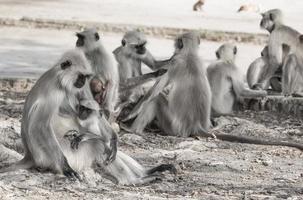 Group of monkeys photo