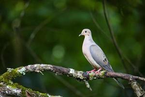Profile view of dove on tree limb photo