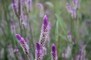 Purple Flowers in the grass field photo