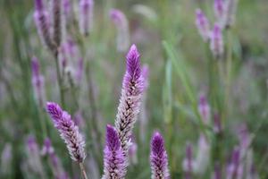 flores moradas en el campo de hierba foto