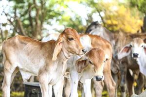 Young baby cows photo