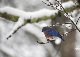 Eastern bluebird perched on a snowy branch photo