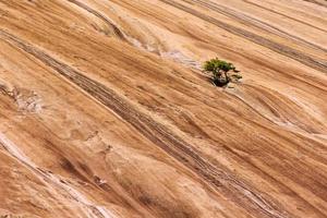 Scrub Pine on face of Stone Mountain photo