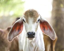 Close-up of baby cow photo