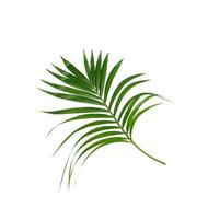 Two palm leaves 1898869 Stock Photo at Vecteezy