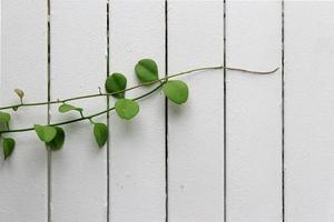 Climber plant on wood plank photo