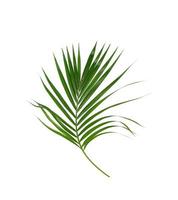 Two palm leaves 1898869 Stock Photo at Vecteezy