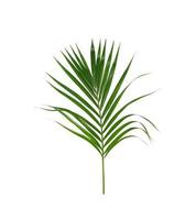 hoja de palma verde sobre un fondo blanco foto