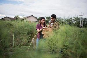 Young farmer couple harvesting fresh asparagus photo