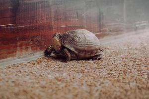 Brown turtle on brown sand during daytime photo