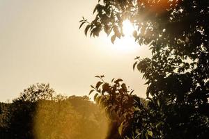 Green leaf tree during daytime photo