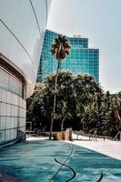 Orihuela, Spain, 2020 - Green palm tree near white building photo