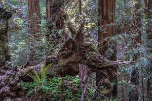 Brown tree trunk surrounded by green plants photo