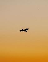 silueta de pájaro volando durante la puesta de sol foto