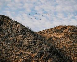 flock of birds flying over the mountain during daytime photo