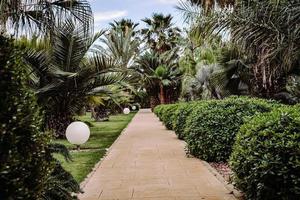 Palmeras y plantas verdes durante el día. foto