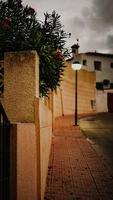 Red flowers on brown concrete wall photo