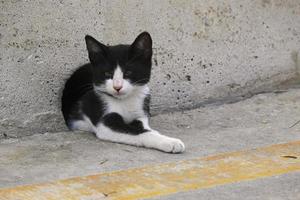 Kitten lying in a concrete wall hole photo