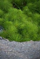 Green plant on gray rock photo