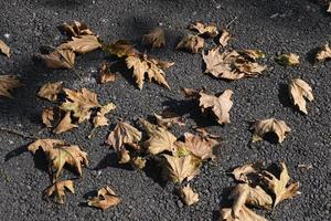 Dry autumn leaves on a road photo