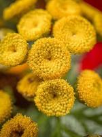 Yellow flowers in tilt shift lens photo