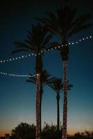 Green palm tree during night time photo