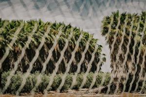 Green cactus plant on brown soil under blue sky during daytime photo