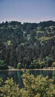 Green trees beside body of water during daytime photo