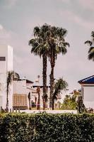 Orihuela, Spain, 2020 - Green palm tree near brown concrete building during daytime photo