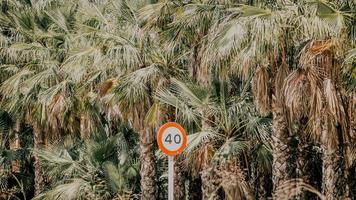 Señal de carretera blanca y naranja cerca de palmeras. foto