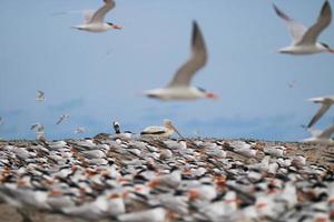 Flock of birds photo