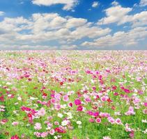 Field of Cosmos Flowers and sky photo