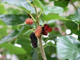 Berries growing outside photo