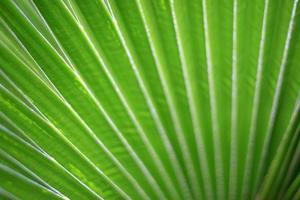 Lines and textures of Green Palm leaves photo