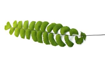 Maidenhair branch isolated on white background photo