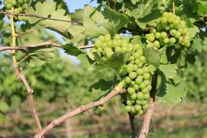 Green grapes on vine photo