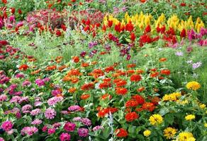 colorful flower in the garden photo