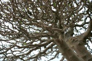 Detailed tree branches photo