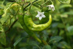 fresh green chilli on tree photo