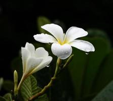 gota de agua en nenúfar foto