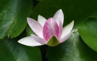 pink lotus with leaf photo